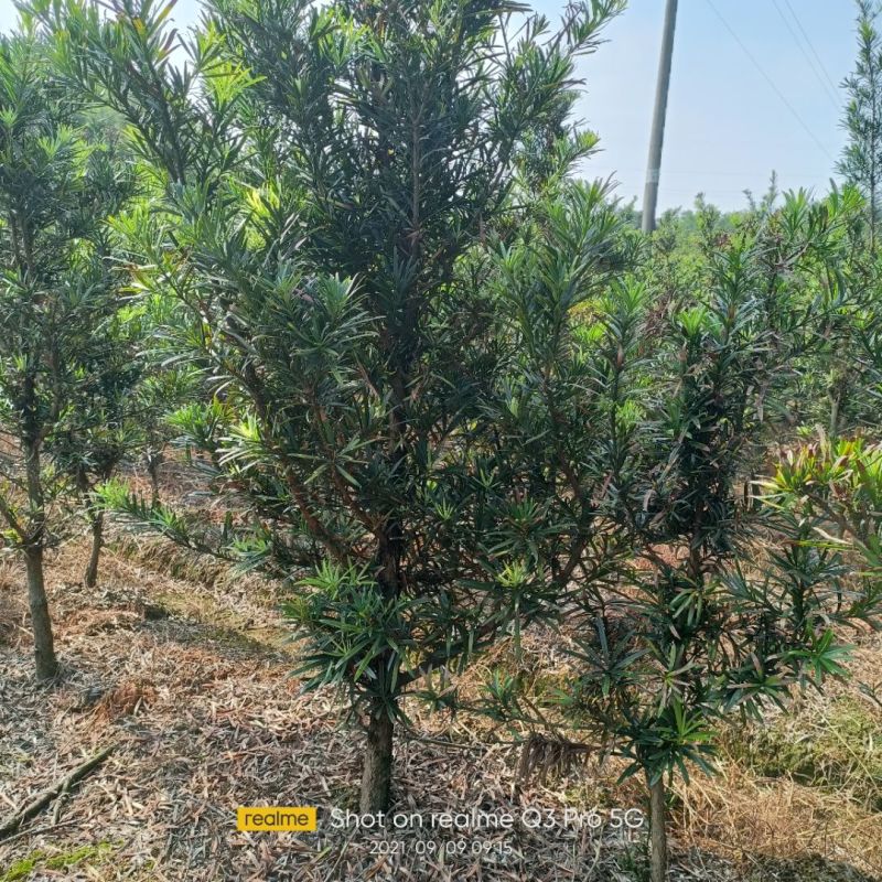 罗汉松，造型罗汉松，罗汉松小苗及芽苗