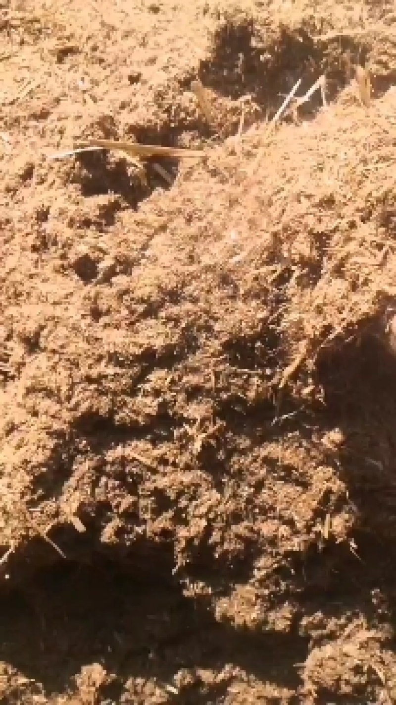 小麦秸秆下脚料，有机肥辅料，水分，10左右超级干