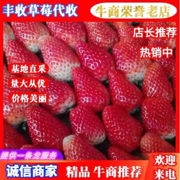 妙香草莓大量上市天仙醉草莓代收江苏草莓徐州草莓