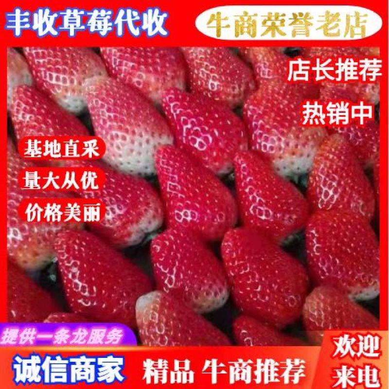 妙香草莓大量上市天仙醉草莓代收江苏草莓徐州草莓
