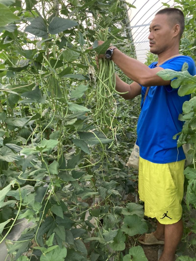 长豆角大量上市60～70精品长豆角