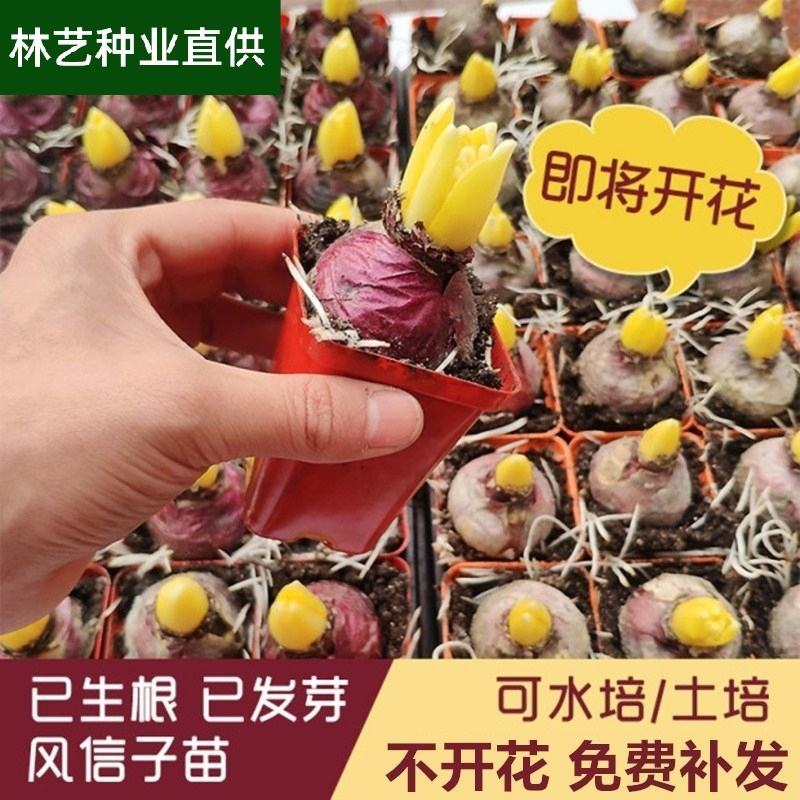 风信子种球洋水仙易活土培水培植物绿植花海盆栽室种植