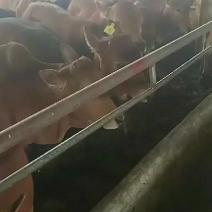 湖南鲁西黄牛养殖基地，湖南鲁西黄牛价格。湖南鲁西黄牛养殖