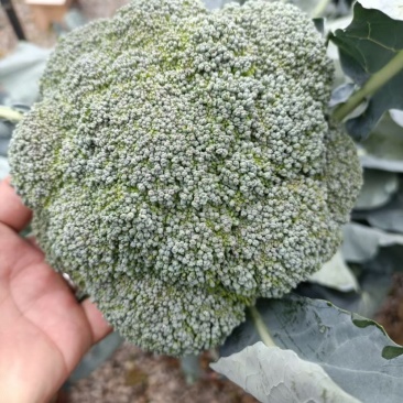 精品抗寒优质西兰花