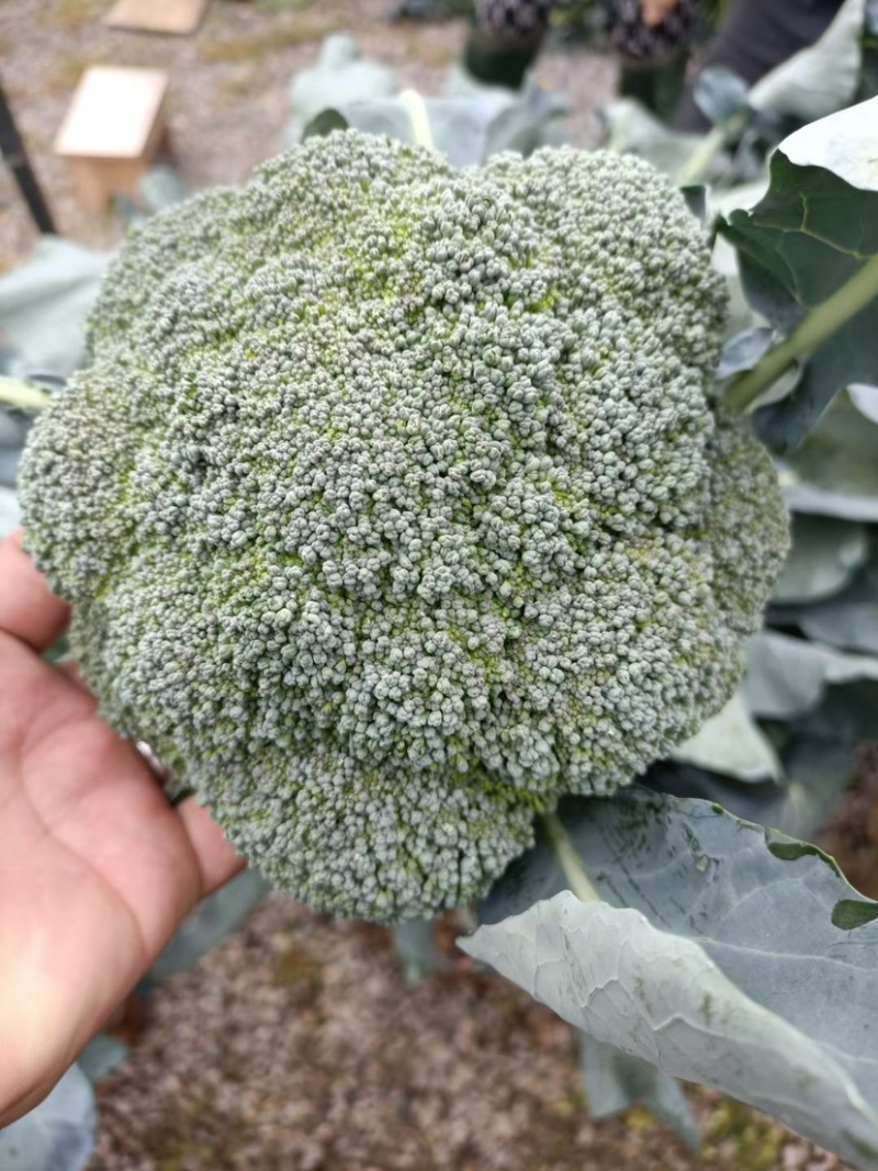 精品抗寒优质西兰花