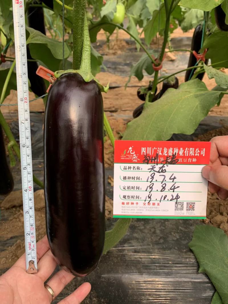 绿把紫黑茄种子龙盛传奇天龙早熟杂交品种种子