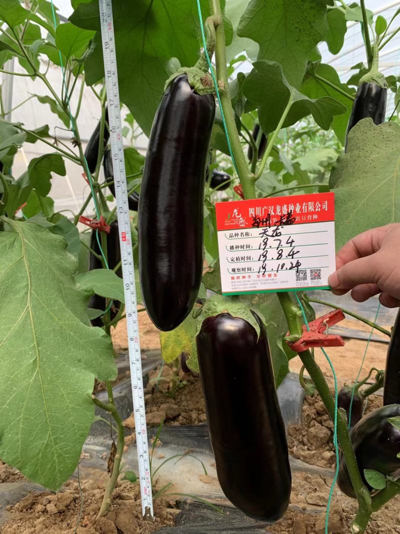 绿把紫黑茄种子龙盛传奇天龙早熟杂交品种种子