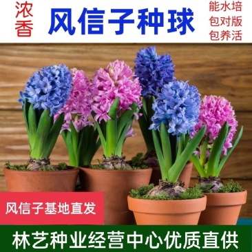 风信子种球水养土培冬季耐寒易活室内多年生花卉盆栽植物