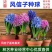 风信子种球水养土培冬季耐寒易活室内多年生花卉盆栽植物