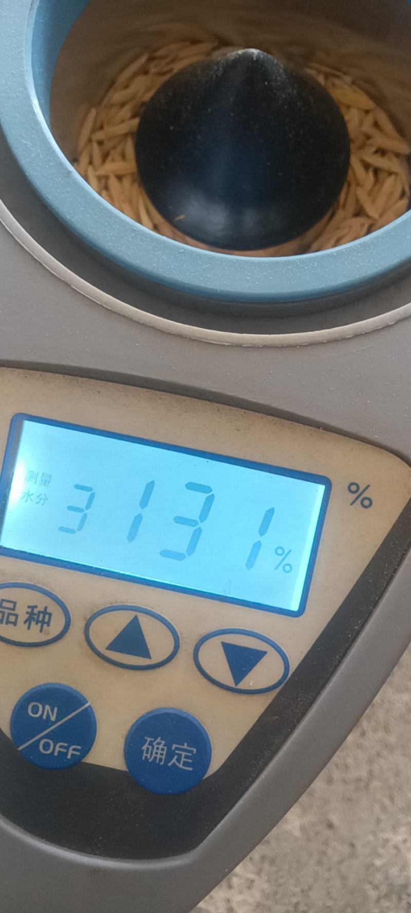 野香优航1573米质油青香味浓郁烘干，农户晒干大量有货。