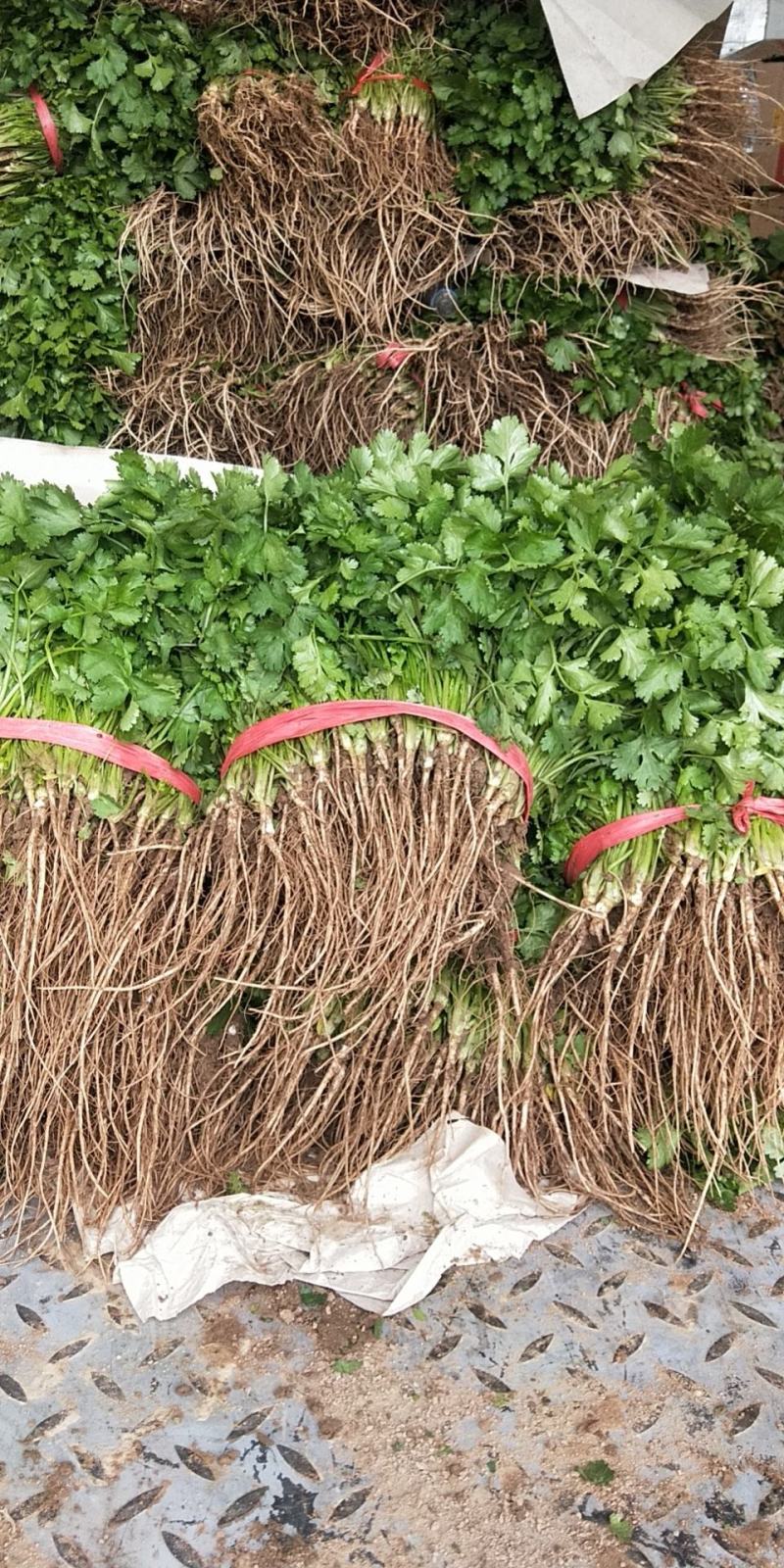 精品红根蒜苗大量上市