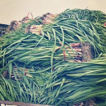 精品红根蒜苗大量上市