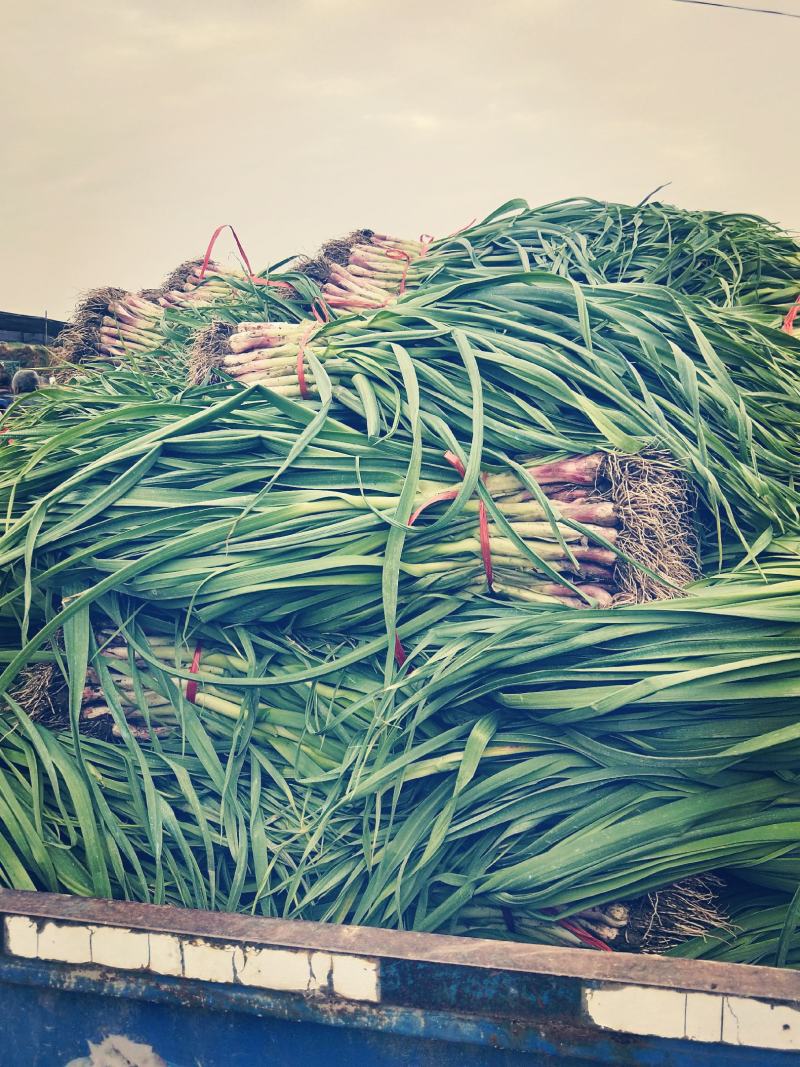 精品红根蒜苗大量上市
