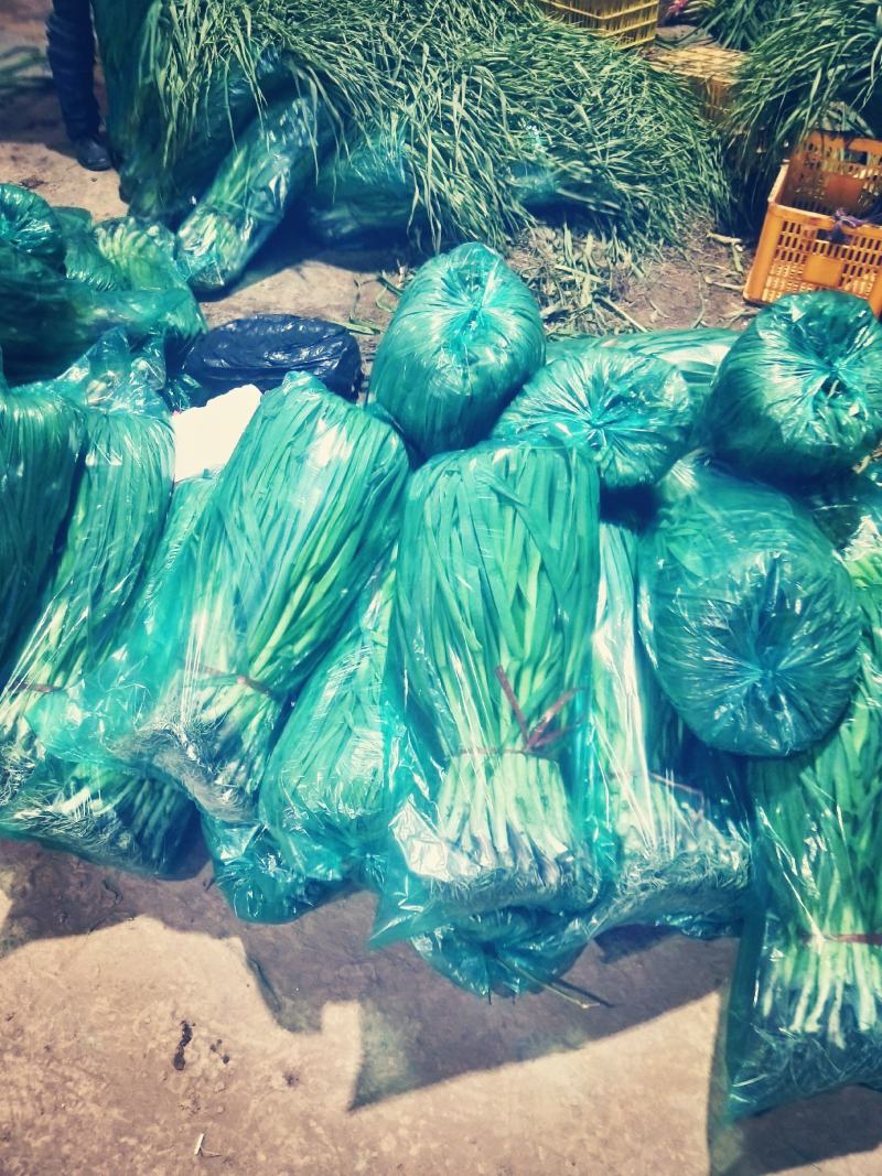 精品红根蒜苗大量上市