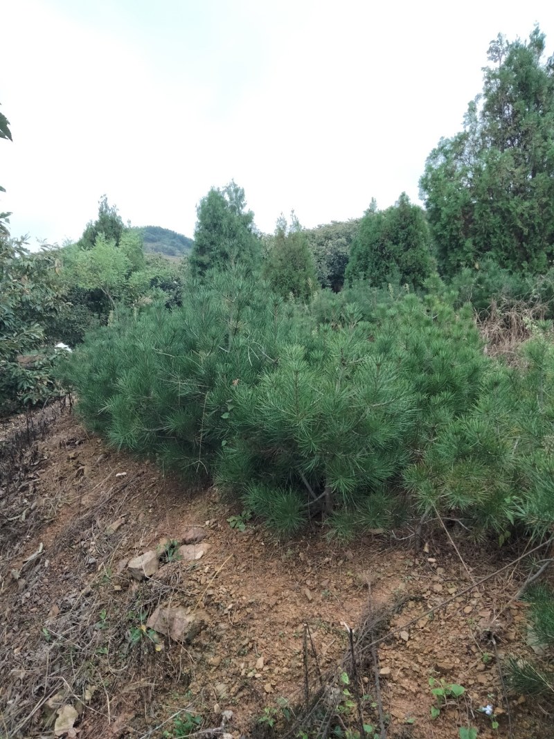 白皮松