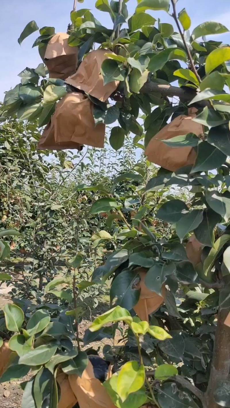 梨晚秋黄梨种植户直批晚秋黄梨个大核小皮薄果肉如玉