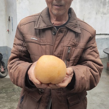 梨晚秋黄梨种植户直批晚秋黄梨个大核小皮薄果肉如玉