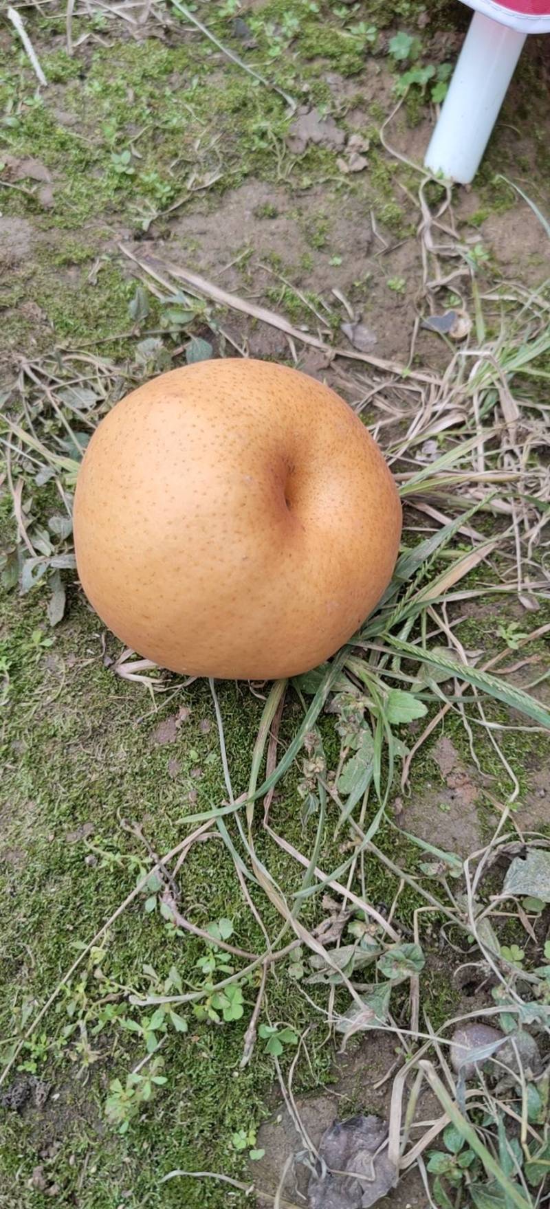 梨晚秋黄梨种植户直批晚秋黄梨个大核小皮薄果肉如玉