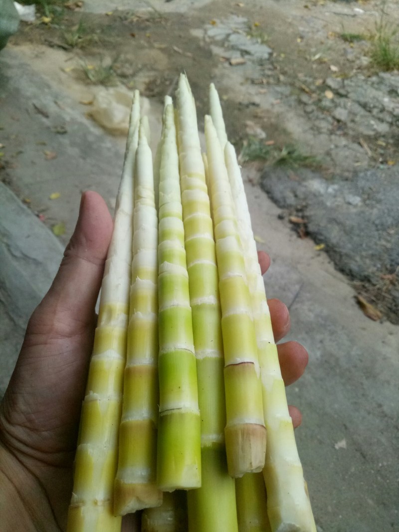 小竹笋上市，高山野生蔬菜，口感清甜脆口，欢迎选购