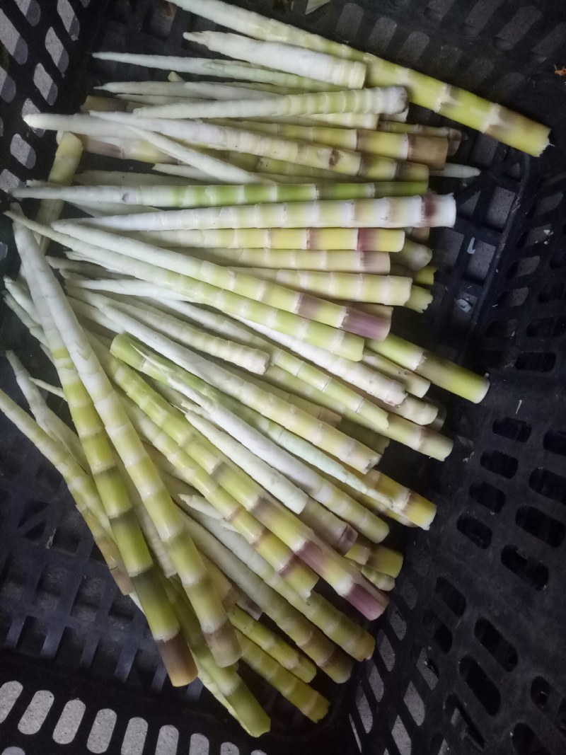 小竹笋上市，高山野生蔬菜，口感清甜脆口，欢迎选购