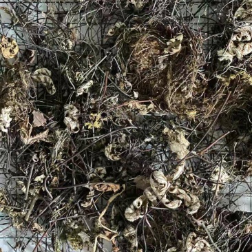 通经草中药材干货常年经营各种中药材