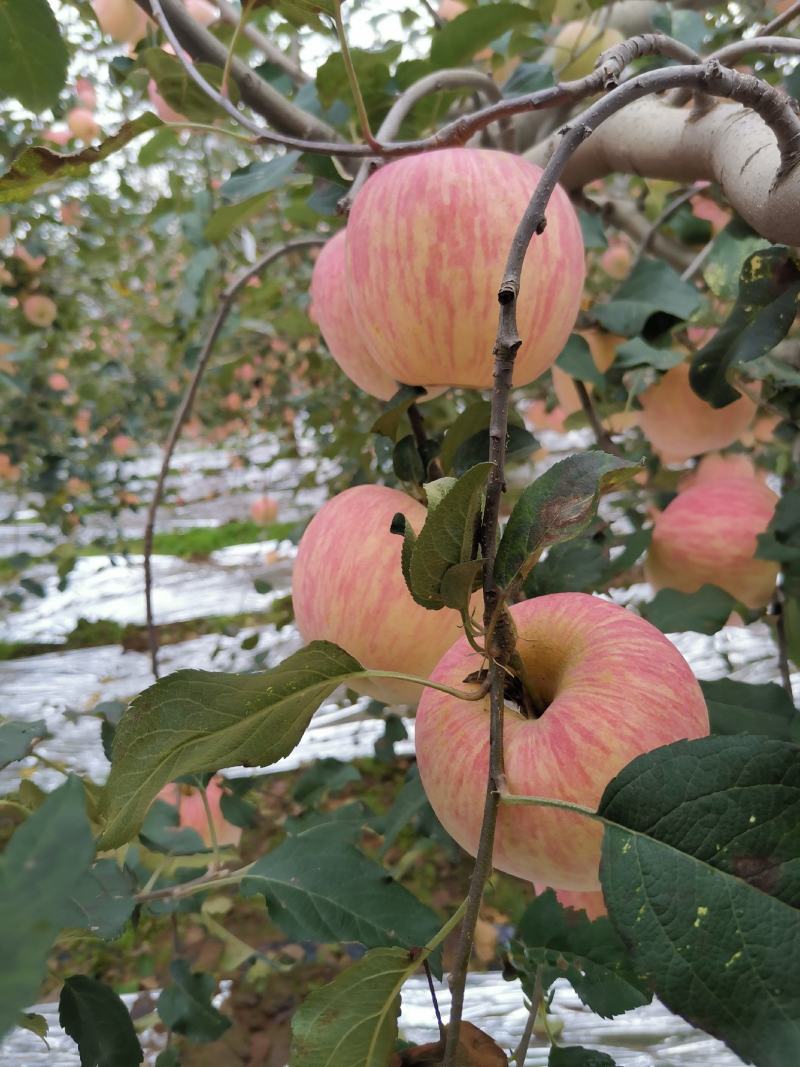 高原纸袋红富士苹果，大山下的苹果果面细腻脆甜爽口，颜色亮