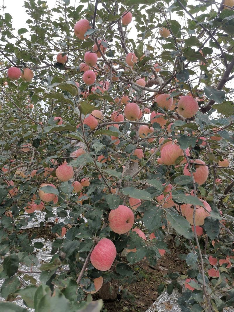 高原纸袋红富士苹果，大山下的苹果果面细腻脆甜爽口，颜色亮