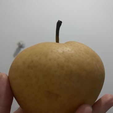 秋月梨，好吃水分大，甜
