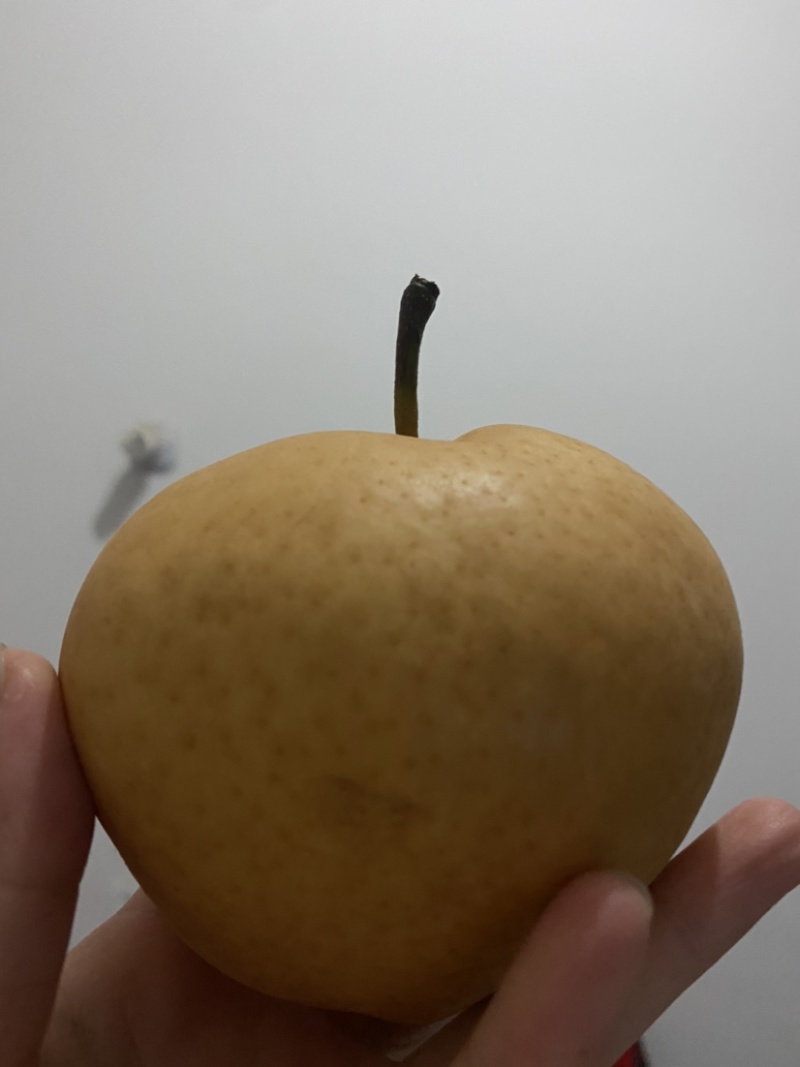 秋月梨，好吃水分大，甜