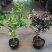 金银花树苗盆栽树形金银花苗红色多色金银花植物室内花卉
