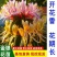金银花树苗盆栽树形金银花苗红色多色金银花植物室内花卉