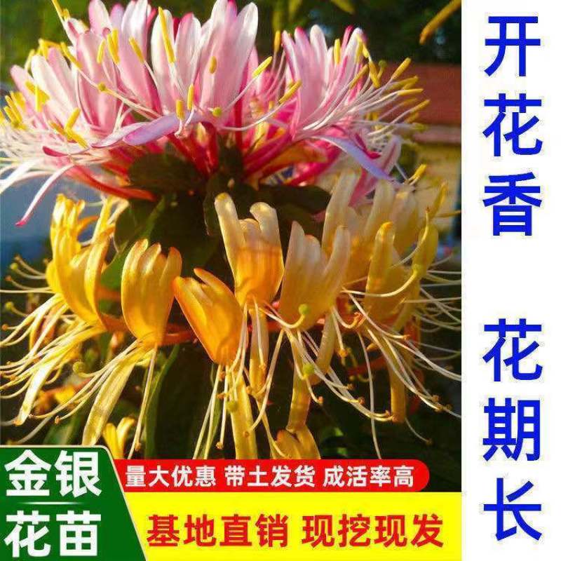 金银花树苗盆栽树形金银花苗红色多色金银花植物室内花卉