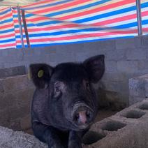 猪仔/成年猪/母猪农家自养猪