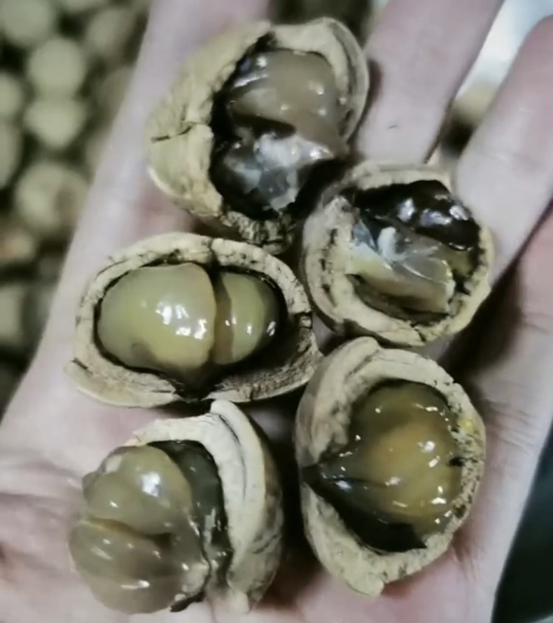 野生风流果(壮阳果)