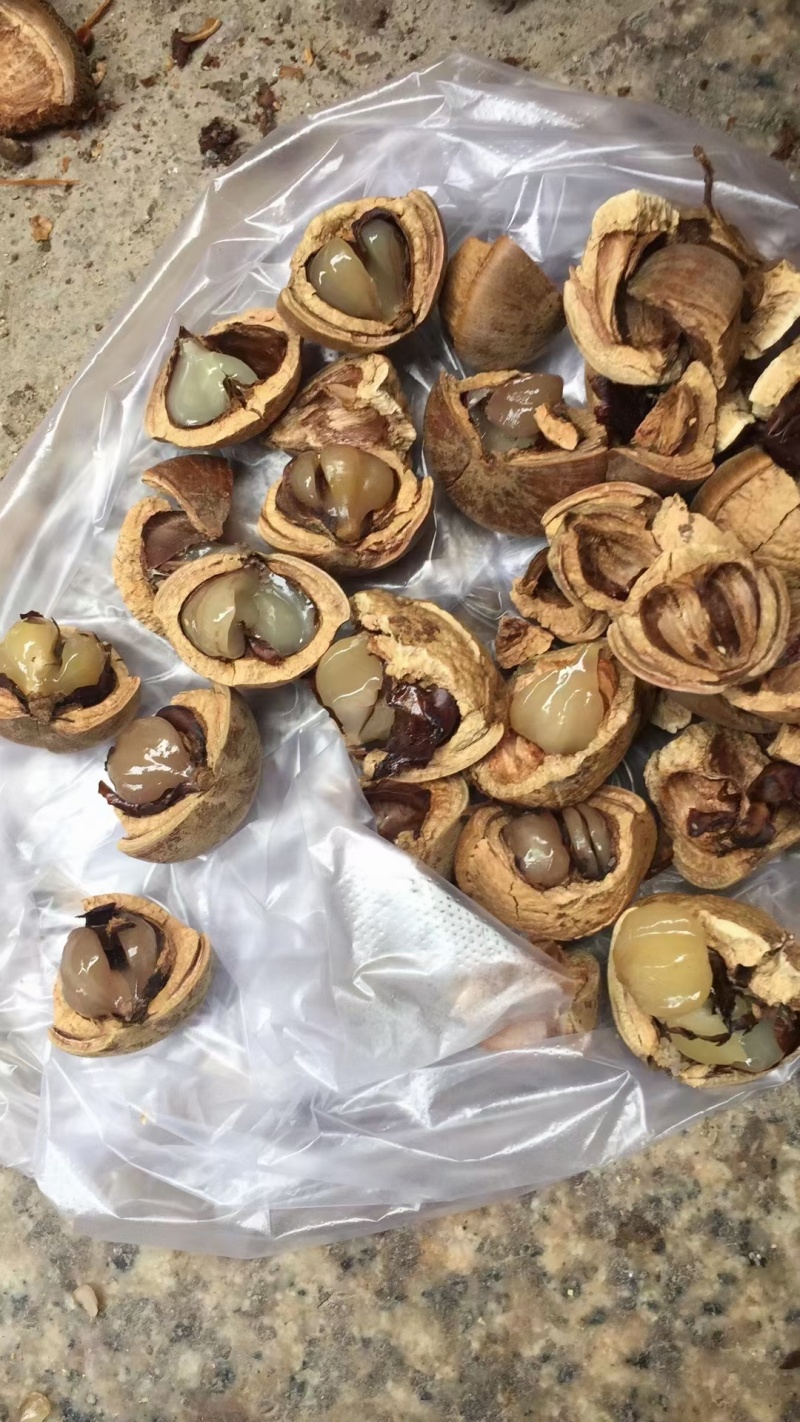 野生风流果(壮阳果)