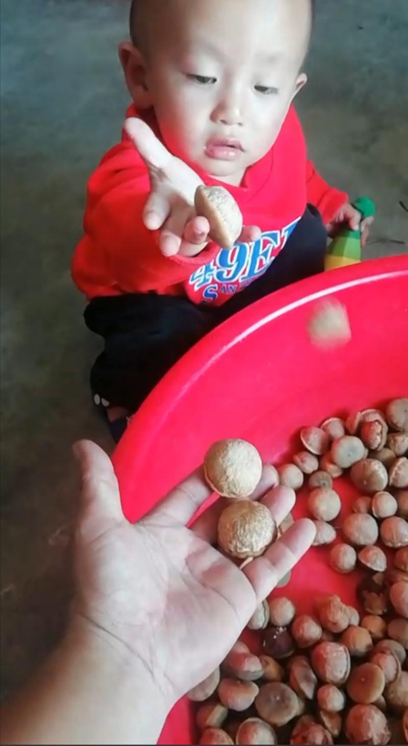 野生风流果(壮阳果)