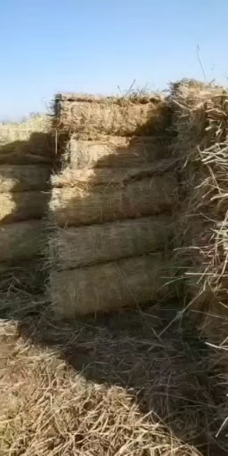 苗木草绳。产地直销。。。大量供应，，批发价格