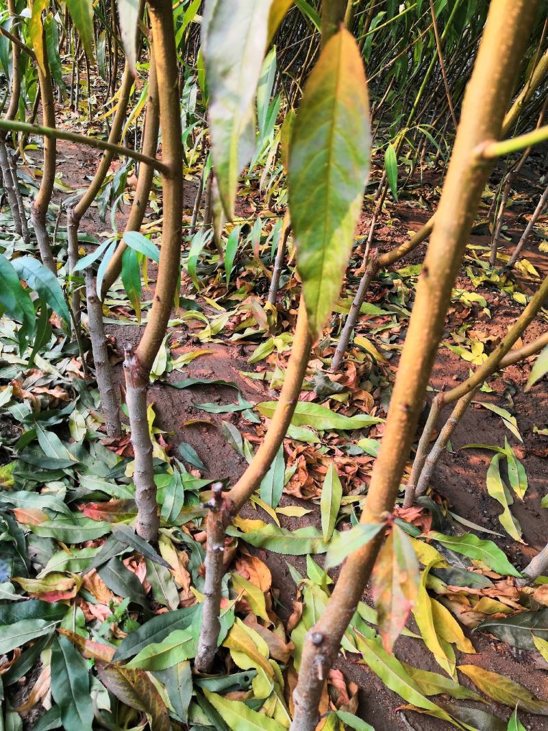 冬桃苗冬雪蜜桃树苗黄金蜜一号四号桃苗油蟠九号桃树