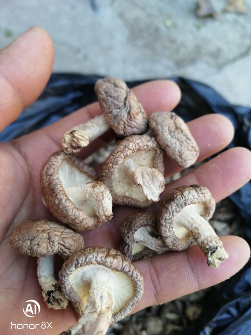 干香菇带脚干香菇2021年秋季泌阳新菇电烘干无硫无污染