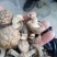 干香菇带脚干香菇2021年秋季泌阳新菇电烘干无硫无污染
