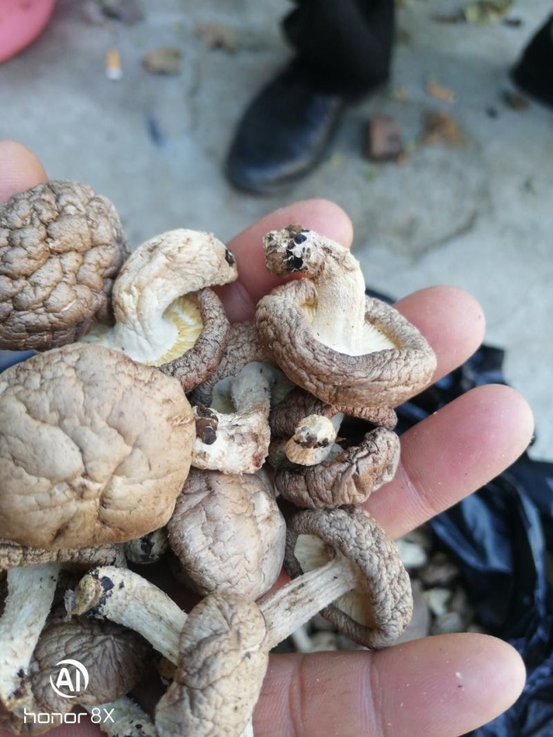 干香菇带脚干香菇2021年秋季泌阳新菇电烘干无硫无污染