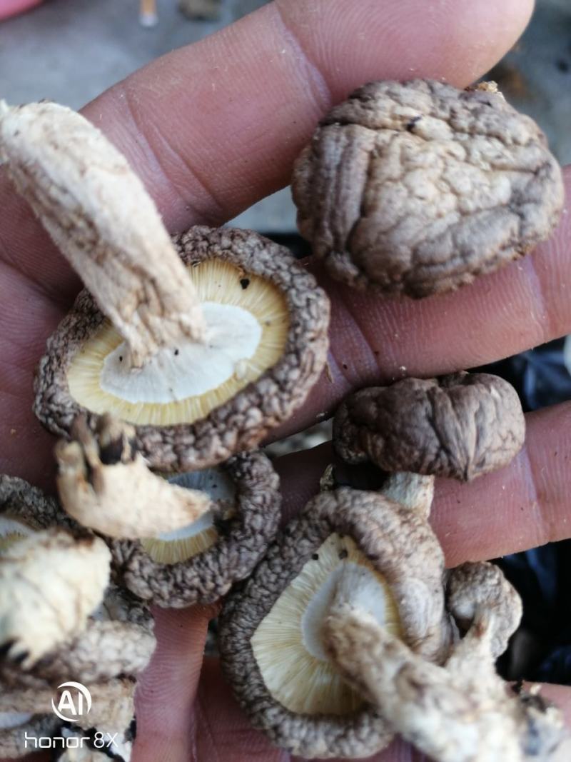 干香菇带脚干香菇2021年秋季泌阳新菇电烘干无硫无污染