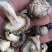 干香菇带脚干香菇2021年秋季泌阳新菇电烘干无硫无污染