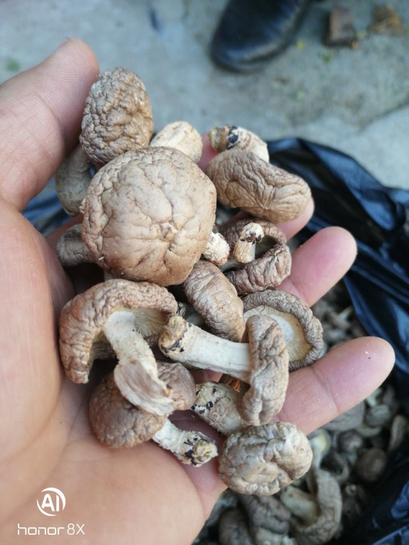 干香菇带脚干香菇2021年秋季泌阳新菇电烘干无硫无污染