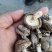 干香菇带脚干香菇2021年秋季泌阳新菇电烘干无硫无污染