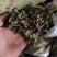 火炭母，野生火炭母草新货质量保证，经营各种中药材！
