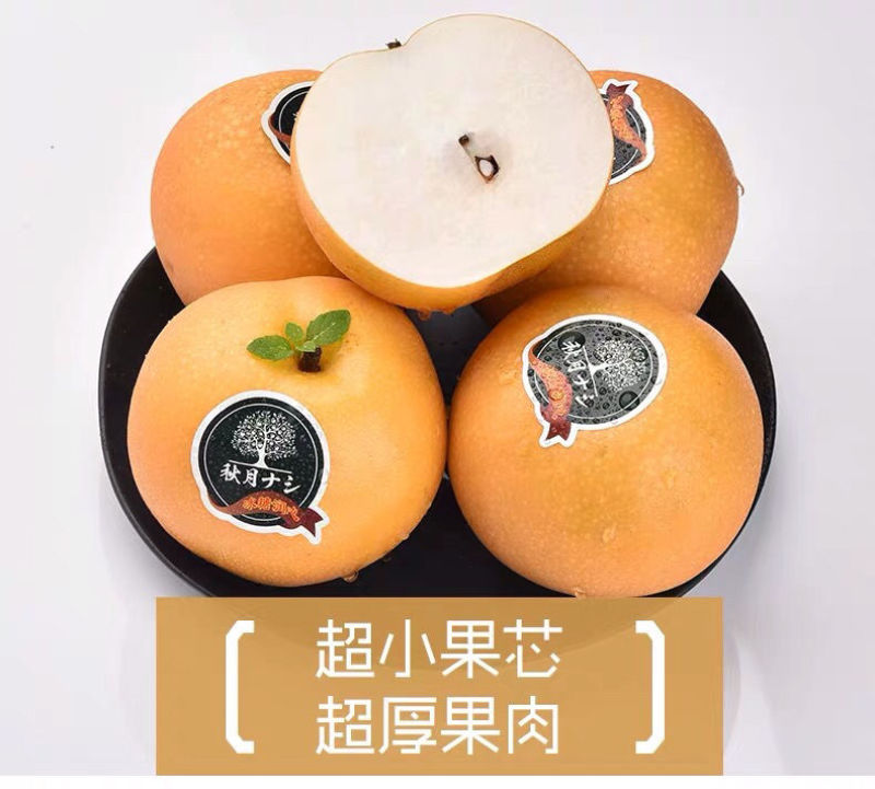 秋月梨树苗砀山梨苗安徽梨苗秋月梨苗地栽盆栽