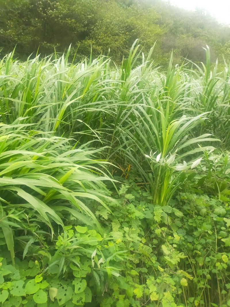 牧草甜象草皇竹草