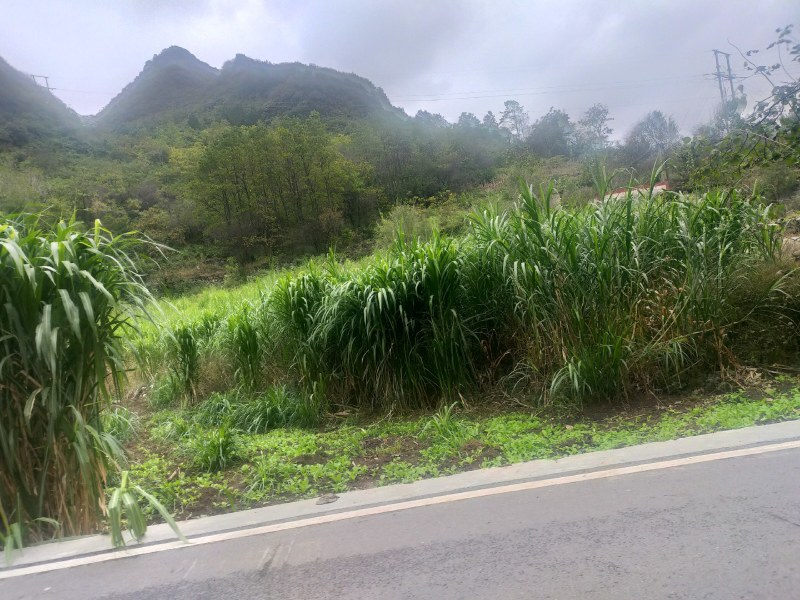 牧草甜象草皇竹草