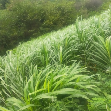 牧草甜象草皇竹草